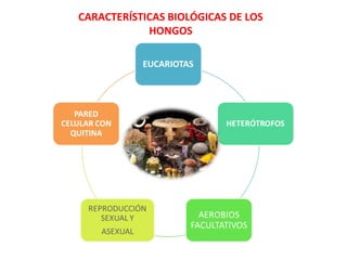 CARACTERÍSTICAS BIOLÓGICAS DE LOS
HONGOS
 