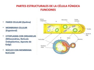 PARTES ESTRUCTURALES DE LA CÉLULA FÚNGICA
FUNCIONES
• PARED CELULAR (Quitina)
• MEMBRANA CELULAR
(Ergosterol)
• CITOPLASMA CON ORGANELAS
(Mitocondrias, Retículo
Endoplásmico, Aparato de
Golgi)
• NÚCLEO CON MEMBRANA
NUCLEAR
 