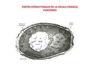 PARTES ESTRUCTURALES DE LA CÉLULA FÚNGICA
FUNCIONES
 