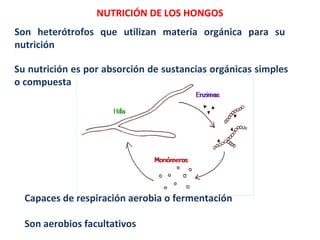 NUTRICIÓN DE LOS HONGOS
Su nutrición es por absorción de sustancias orgánicas simples
o compuesta
Son heterótrofos que utilizan materia orgánica para su
nutrición
Capaces de respiración aerobia o fermentación
Son aerobios facultativos
 