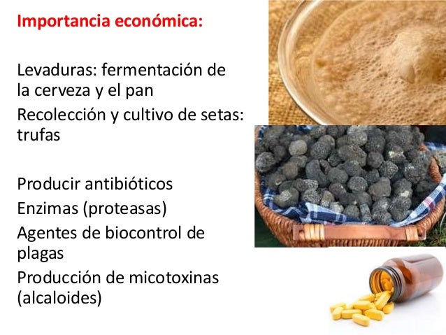 Hongos