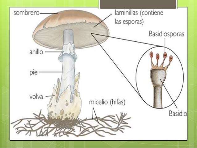 Que medicinas más vale del hongo de las uñas