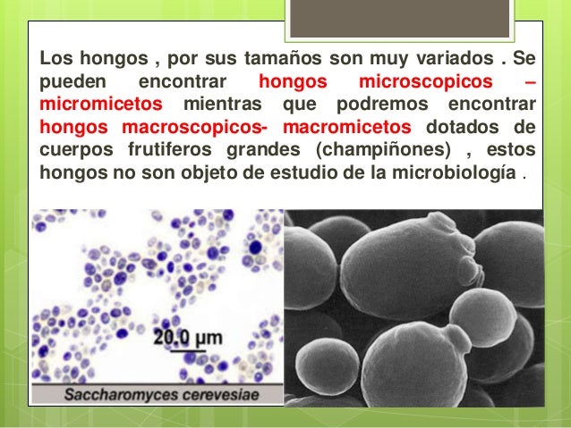 Como tratar la lima para unas después del hongo