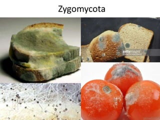 Zygomycota
 