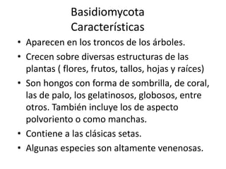 Basidiomycota
Características
• Aparecen en los troncos de los árboles.
• Crecen sobre diversas estructuras de las
plantas ( flores, frutos, tallos, hojas y raíces)
• Son hongos con forma de sombrilla, de coral,
las de palo, los gelatinosos, globosos, entre
otros. También incluye los de aspecto
polvoriento o como manchas.
• Contiene a las clásicas setas.
• Algunas especies son altamente venenosas.
 