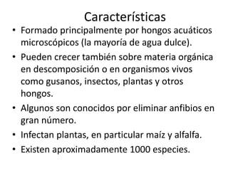 Características
• Formado principalmente por hongos acuáticos
microscópicos (la mayoría de agua dulce).
• Pueden crecer también sobre materia orgánica
en descomposición o en organismos vivos
como gusanos, insectos, plantas y otros
hongos.
• Algunos son conocidos por eliminar anfibios en
gran número.
• Infectan plantas, en particular maíz y alfalfa.
• Existen aproximadamente 1000 especies.
 