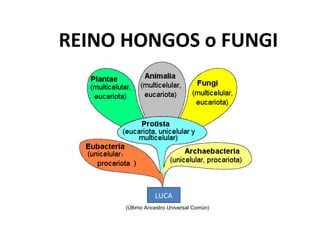 REINO HONGOS o FUNGI
LUCA
(Último Ancestro Universal Común)
 