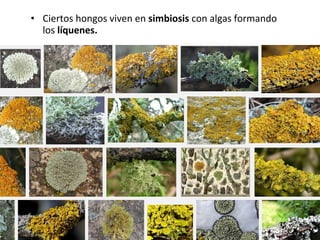 • Ciertos hongos viven en simbiosis con algas formando 
los líquenes.
 