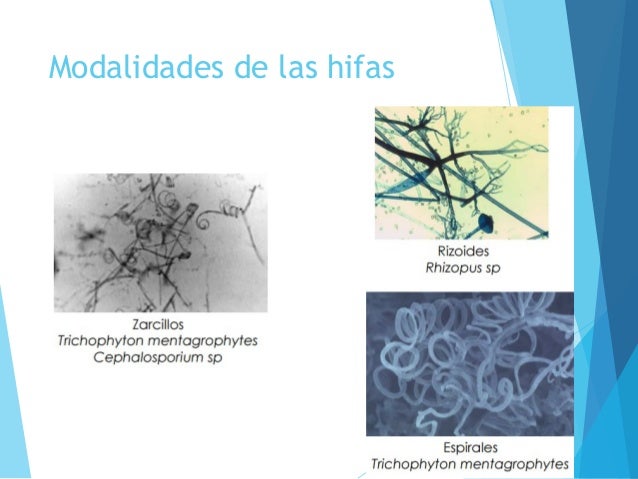 Morfologia de hongos y levaduras pdf to word