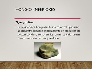 HONGOS INFERIORES
Zigomycofitos.
• Es la especie de hongo clasificado como más pequeño,
se encuentra presente principalmente en productos en
descomposición, como en los panes cuando tienen
manchas o zonas oscuras y verdosas.
 