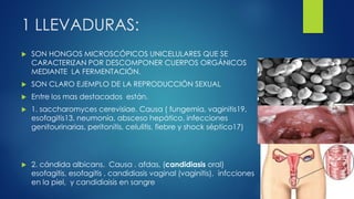 1 LLEVADURAS:
 SON HONGOS MICROSCÓPICOS UNICELULARES QUE SE
CARACTERIZAN POR DESCOMPONER CUERPOS ORGÁNICOS
MEDIANTE LA FERMENTACIÓN.
 SON CLARO EJEMPLO DE LA REPRODUCCIÓN SEXUAL
 Entre los mas destacados están.
 1. saccharomyces cerevisiae. Causa ( fungemia, vaginitis19,
esofagitis13, neumonía, absceso hepático, infecciones
genitourinarias, peritonitis, celulitis, fiebre y shock séptico17)
 2. cándida albicans. Causa . afdas, (candidiasis oral)
esofagitis, esofagitis , candidiasis vaginal (vaginitis), infcciones
en la piel, y candidiaisis en sangre
 