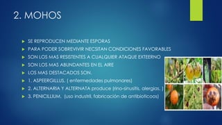 2. MOHOS
 SE REPRODUCEN MEDIANTE ESPORAS
 PARA PODER SOBREVIVIR NECSITAN CONDICIONES FAVORABLES
 SON LOS MAS RESISTENTES A CUALQUIER ATAQUE EXTEERNO
 SON LOS MAS ABUNDANTES EN EL AIRE
 LOS MAS DESTACADOS SON.
 1. ASPEERGILLUS, ( enfermedades pulmonares)
 2. ALTERNARIA Y ALTERNATA produce (rino-sinusitis, alergias, )
 3. PENICILLIUM. (uso industril, fabricación de antibioticoos)
 
