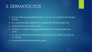 3. DERMATOCITOS
 Hongos hilianos (trasparentes) que convive con nosotros de manera
natural.
 Son saprofitos (que obtienen su energía de materia orgánica)
 sobreviven en piel, pelo y uñas.
 Podemos contraerlo independientemente d nuestro estado de
salud.
 Son los causantes de la tiña de los pies, el pie de atleta o la tiña de
la cabeza.
 Se alimenta principalmente de grasa
 