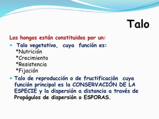 Talo
Los hongos están constituidos por un:
 Talo vegetativo, cuya función es:
*Nutrición
*Crecimiento
*Resistencia
*Fijación
 Talo de reproducción o de fructificación cuya
función principal es la CONSERVACIÓN DE LA
ESPECIE y la dispersión a distancia a través de
Propágulos de dispersión o ESPORAS.
 