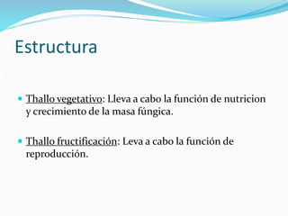 Estructura
 Thallo vegetativo: Lleva a cabo la función de nutricion
y crecimiento de la masa fúngica.
 Thallo fructificación: Leva a cabo la función de
reproducción.
 