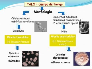 Morfología
Micelio Unicelular
(H. levaduriforme)
Micelio Multicelular
(H. filamentoso o
moho)
Colonias
cremosas
/húmedas
Colonias
algodonosas/
vellosas - secas
TALO = cuerpo del hongo
Células aisladas
esféricasovoideas
Elementos tubulares
cilíndricos filamentosos
c crecimiento apical
Levadura Hifa
 