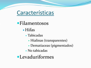 Características
Filamentosos
 Hifas
 Tabicadas
 Hialinas (transparentes)
 Dematiaceas (pigmentados)
 No tabicadas
Levaduriformes
 