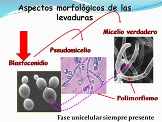 Aspectos morfológicos de las
levaduras
Blastoconidio
Pseudomicelio
Micelio verdadero
Polimorfismo
Fase unicelular siempre presente
 