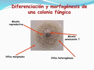 Diferenciación y morfogénesis de
una colonia fúngica
Hifas marginales
Hifas heterogéneas
Micelio
reproductivo
Micelio
senescente ?
 