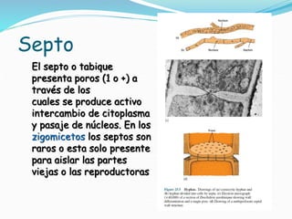 Septo
El septo o tabique
presenta poros (1 o +) a
través de los
cuales se produce activo
intercambio de citoplasma
y pasaje de núcleos. En los
zigomicetos los septos son
raros o esta solo presente
para aislar las partes
viejas o las reproductoras
 