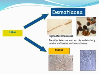 Hifas
Dematiacea
Hialina
Pigmentos (melanina).
Función: tolerancia al estrés ambiental y
contra oxidantes antimicrobianos.
 
