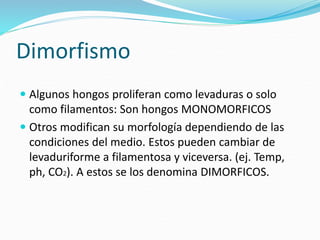 Dimorfismo
 Algunos hongos proliferan como levaduras o solo
como filamentos: Son hongos MONOMORFICOS
 Otros modifican su morfología dependiendo de las
condiciones del medio. Estos pueden cambiar de
levaduriforme a filamentosa y viceversa. (ej. Temp,
ph, CO2). A estos se los denomina DIMORFICOS.
 