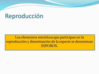Reproducción
Los elementos micóticos que participan en la
reproducción y diseminación de la especie se denominan
ESPOROS.
 