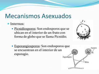 Mecanismos Asexuados
 Internos:
 Picnidiosporos: Son endosporos que se
ubican en el interior de un fruto con
forma de globo que se llama Picnidio.
 Esporangiosporos: Son endosporos que
se encuentran en el interior de un
esporagio.
 