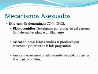 Mecanismos Asexuados
 Externos: Se denominan CONIDIOS.
 Blastoconidios: Se originan por brotación del extremo
fértil de una levadura o un filamento.
 Artroconidios: Estos conidios se producen por
tabicación y ruptura de la hifa progenitora.
 Ambos mecanismos pueden combinarse y dar origen a
Blastoartroconidios.
 