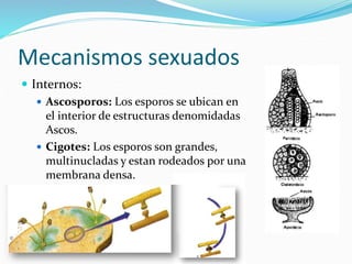 Mecanismos sexuados
 Internos:
 Ascosporos: Los esporos se ubican en
el interior de estructuras denomidadas
Ascos.
 Cigotes: Los esporos son grandes,
multinucladas y estan rodeados por una
membrana densa.
 