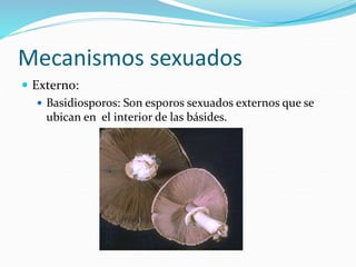 Mecanismos sexuados
 Externo:
 Basidiosporos: Son esporos sexuados externos que se
ubican en el interior de las básides.
 