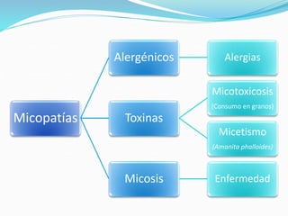 Micopatías
Alergénicos Alergias
Toxinas
Micotoxicosis
(Consumo en granos)
Micetismo
(Amanita phalloides)
Micosis Enfermedad
 