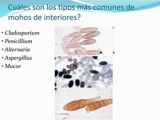 Cuáles son los tipos más comunes de
mohos de interiores?
• Cladosporium
• Penicillium
• Alternaria
• Aspergillus
• Mucor
 