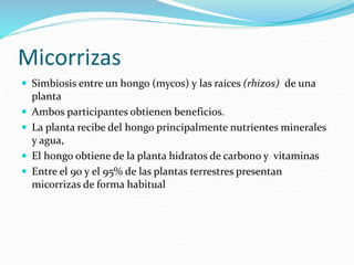 Micorrizas
 Simbiosis entre un hongo (mycos) y las raíces (rhizos) de una
planta
 Ambos participantes obtienen beneficios.
 La planta recibe del hongo principalmente nutrientes minerales
y agua,
 El hongo obtiene de la planta hidratos de carbono y vitaminas
 Entre el 90 y el 95% de las plantas terrestres presentan
micorrizas de forma habitual
 