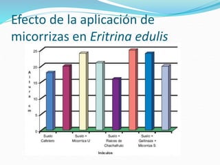Efecto de la aplicación de
micorrizas en Eritrina edulis
 