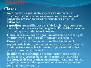 División
Clases
 Ascomicetos agua, suelo, vegetales y animales en
descomposición, sustancias azucaradas (llevan una vida
parasitaria) causando serias enfermedades a plantas
cultivadas.
saprofitos: son utilizados en la fabricación de queso, para
ciertas fermentaciones y los del género Penicillium son los
utilizados para producir antibióticos.
 Ficomicetos: Son los hongos llamados moho del pan y de
las frutas y en algunos casos es parásito del repollo.
 Deuteromicetos: tienen una gran distribución en la
superficie de la tierra, selvas, en la corteza de los árboles, en
los desiertos y aun sobre las rocas y lugares nevados. No
poseen reproducción sexual
 Basidiomicetos: hongos de sombrerito y oreja de palo
(que son los aparecen en los en los trocos de los árboles).
Los hongos de sombrerito son de un gran valor económico,
ya que son comestibles, pero existen algunas especies que
son altamente venenosos.
 