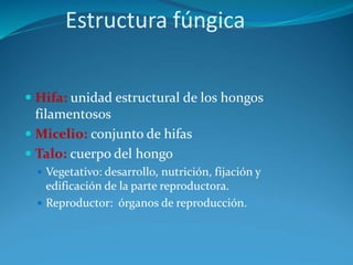 Estructura fúngica
 Hifa: unidad estructural de los hongos
filamentosos
 Micelio: conjunto de hifas
 Talo: cuerpo del hongo
 Vegetativo: desarrollo, nutrición, fijación y
edificación de la parte reproductora.
 Reproductor: órganos de reproducción.
 