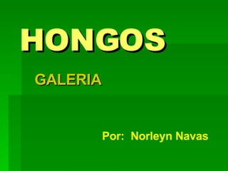 HONGOS GALERIA Por:  Norleyn Navas 
