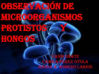 OBSERVACIÓN DE
MICROORGANISMOS
PROTISTOS y
hongos
           Yanis Oñate
       Camila Pérez oyola
      Maria A. romero Larios
 