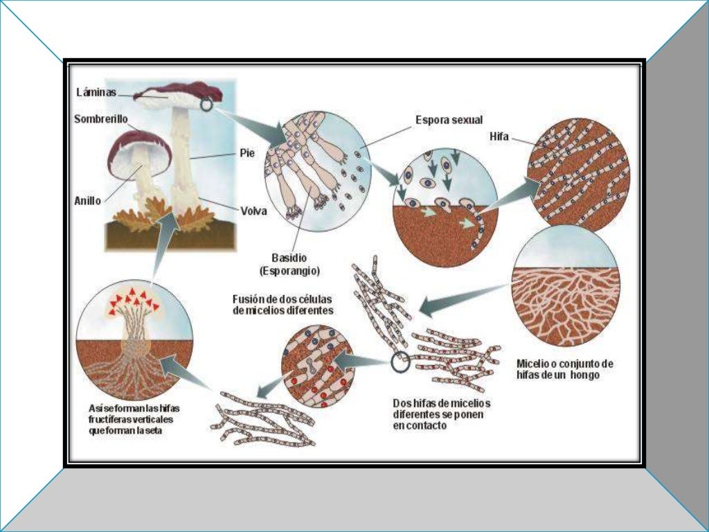 Microbiologia Morfologia De Hongos Images