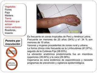 Es frecuente en zonas tropicales de Perú y América Latina.
                Frecuente en menores de 20 años (54%) y e1 34 % son
Penetra por
                menores de 10 años.
inoculación     Varones y mujeres procedentes de zonas rural y urbana.
                La forma clínica más frecuente es la Linfocutánea (61.97%),
 Transmisión    seguido de la Cutánea Fija (38.03%).
hombre-hombre
                La ubicación anatómica predominante fue en miembros
                superiores (39.44%) y la cara (29.58%).
                Cajamarca es zona endémica de esporotricosis y necesita
   Infección    programas de prevención y vigilancia epidemiológica.
 vía pulmonar
 