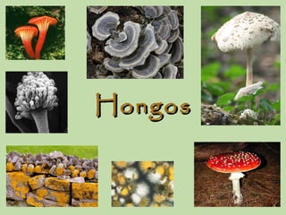 HongosHongos
 