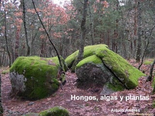 Hongos, algas y plantas
Arturo Andrés
 