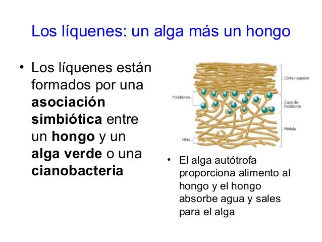Vrostayuschy la uña el tratamiento