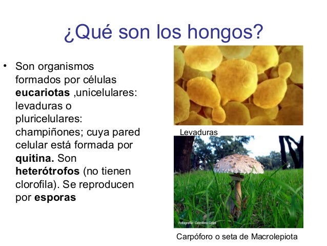 Los medios públicos al hongo de los cabello