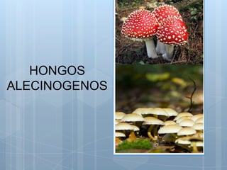 HONGOS
ALECINOGENOS
 