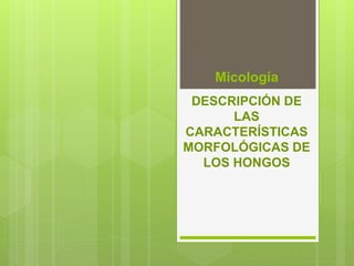 Micología
DESCRIPCIÓN DE
LAS
CARACTERÍSTICAS
MORFOLÓGICAS DE
LOS HONGOS
 