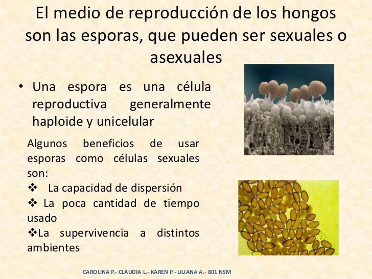 Los ungüentos de genitalnogo del hongo
