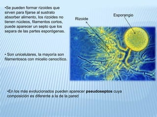 Hongos chytridiomycotas | PPTX
