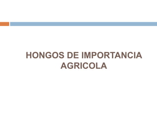 HONGOS DE IMPORTANCIA
AGRICOLA
 